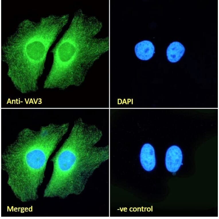 Immunofluorescence - Anti-VAV3 Antibody (A82829) - Antibodies.com