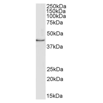 Western Blot - Anti-MFGE8 Antibody (A82830) - Antibodies.com