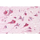 Immunohistochemistry - Anti-Caprin-1 Antibody (A82831) - Antibodies.com