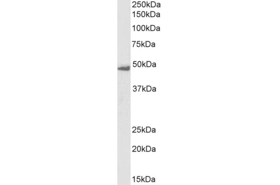 Western Blot - Anti-Flotillin 1 Antibody (A82834) - Antibodies.com