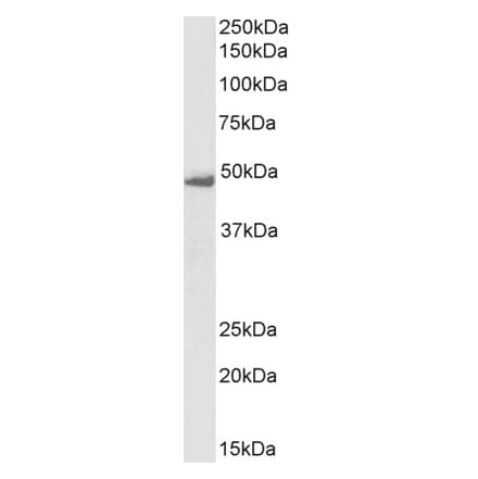 Western Blot - Anti-Flotillin 1 Antibody (A82834) - Antibodies.com