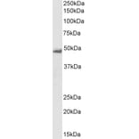 Western Blot - Anti-Flotillin 1 Antibody (A82834) - Antibodies.com