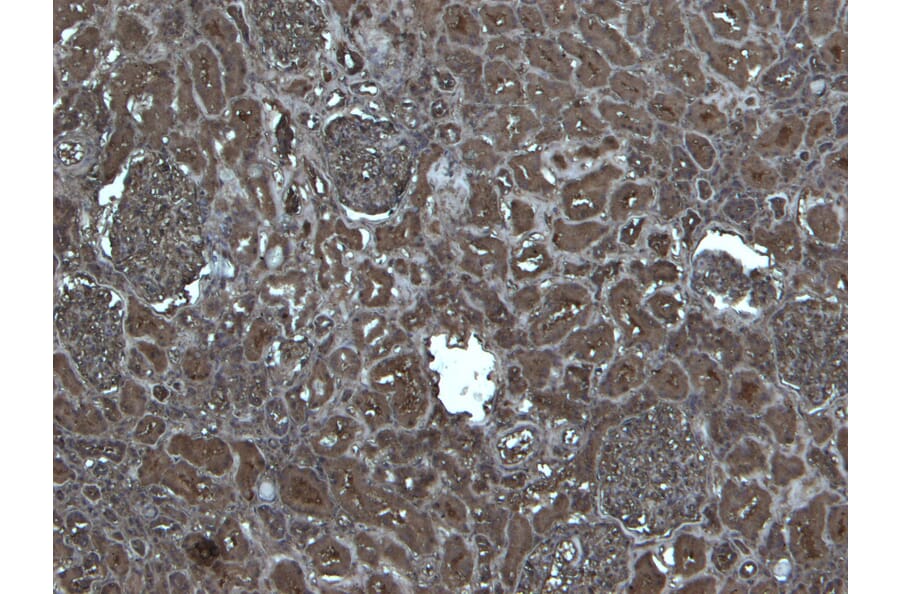 Immunohistochemistry - Anti-Flotillin 1 Antibody (A82834) - Antibodies.com