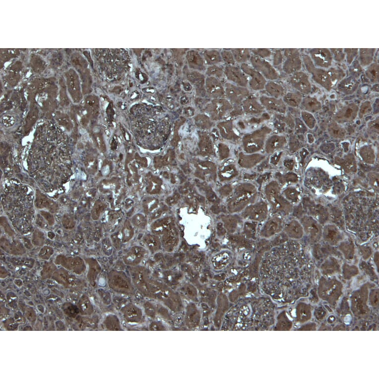 Immunohistochemistry - Anti-Flotillin 1 Antibody (A82834) - Antibodies.com