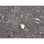 Immunohistochemistry - Anti-Flotillin 1 Antibody (A82834) - Antibodies.com