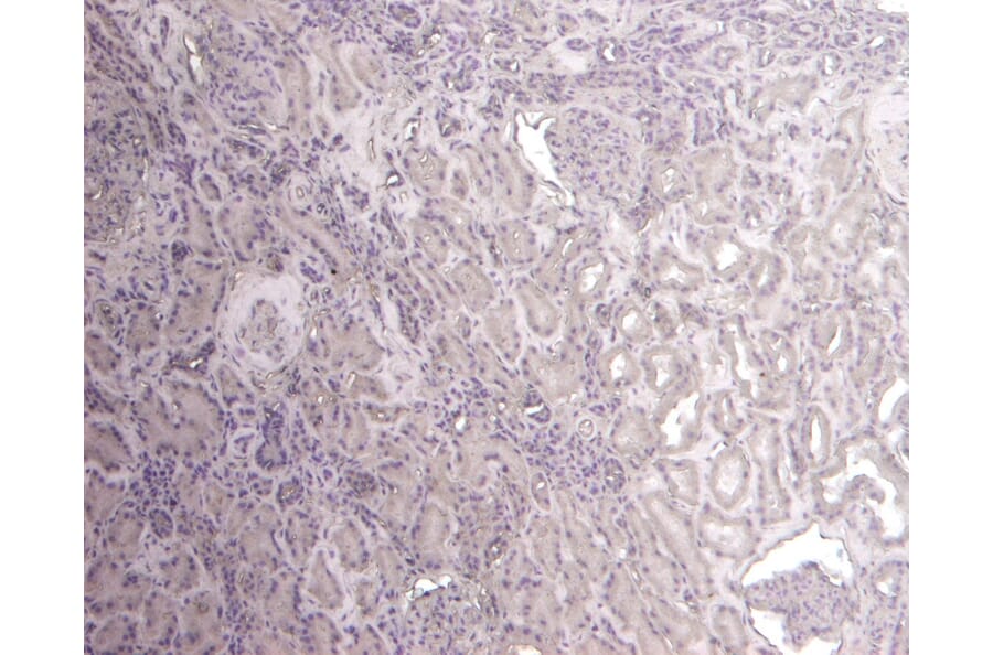 Immunohistochemistry - Anti-Flotillin 1 Antibody (A82834) - Antibodies.com