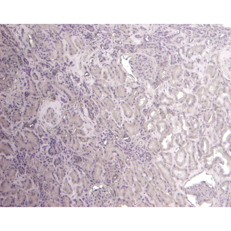 Immunohistochemistry - Anti-Flotillin 1 Antibody (A82834) - Antibodies.com