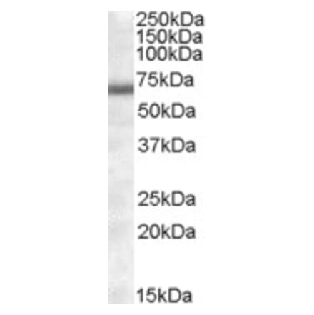 Western Blot - Anti-CERT Antibody (A82835) - Antibodies.com