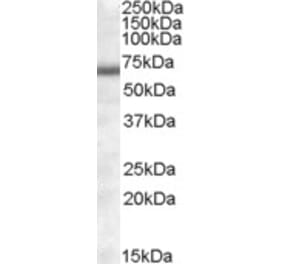 Western Blot - Anti-COL4A3BP Antibody (A82835) - Antibodies.com