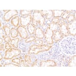 Immunohistochemistry - Anti-MRP5 Antibody (A82837) - Antibodies.com