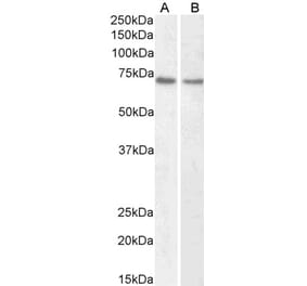 Western Blot - Anti-Lamin B1 Antibody (A82838) - Antibodies.com