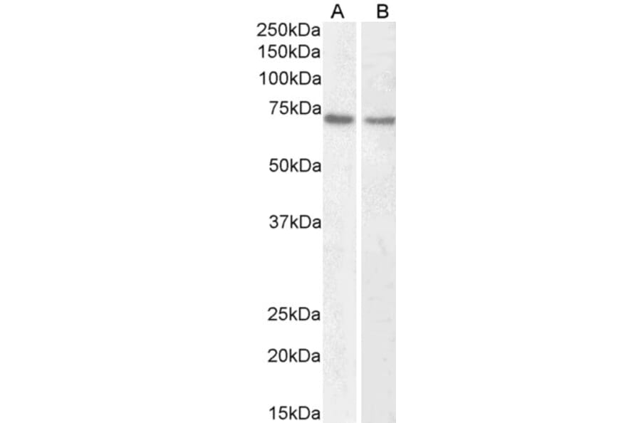 Western Blot - Anti-Lamin B1 Antibody (A82838) - Antibodies.com