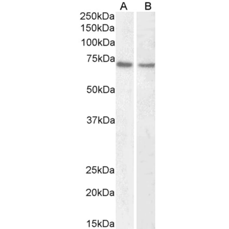 Western Blot - Anti-Lamin B1 Antibody (A82838) - Antibodies.com