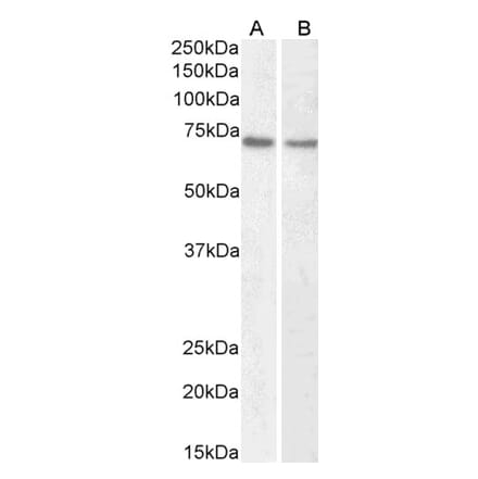Western Blot - Anti-LMNB1 Antibody (A82838) - Antibodies.com