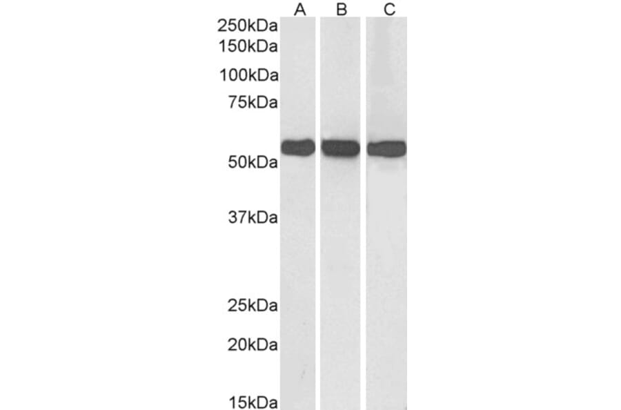 Western Blot - Anti-GLUD1 Antibody (A82841) - Antibodies.com