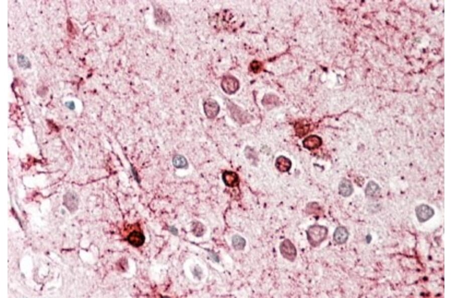 Immunohistochemistry - Anti-GLUD1 Antibody (A82841) - Antibodies.com
