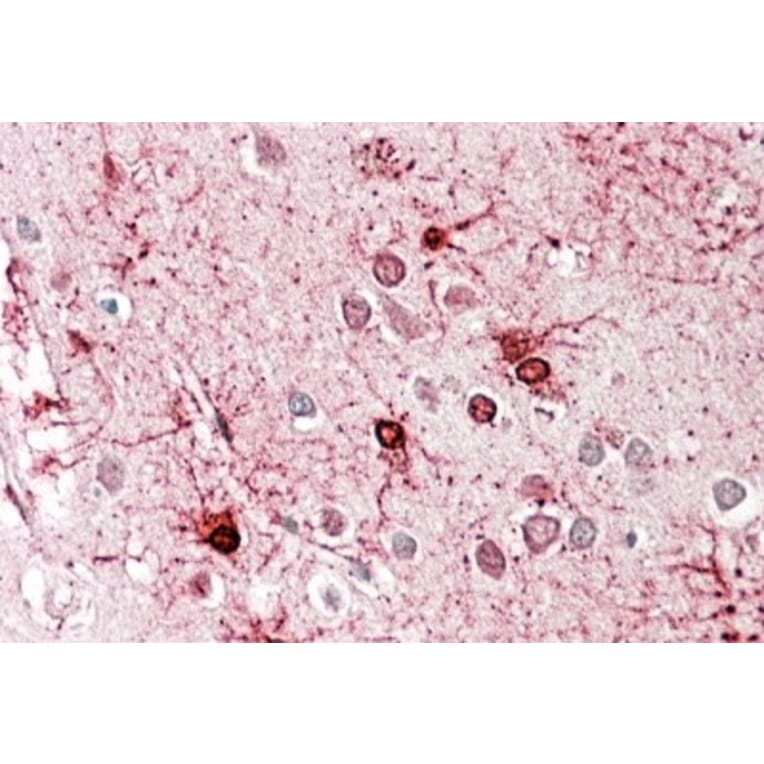 Immunohistochemistry - Anti-GLUD1 Antibody (A82841) - Antibodies.com