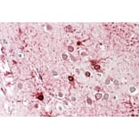 Immunohistochemistry - Anti-GLUD1 Antibody (A82841) - Antibodies.com