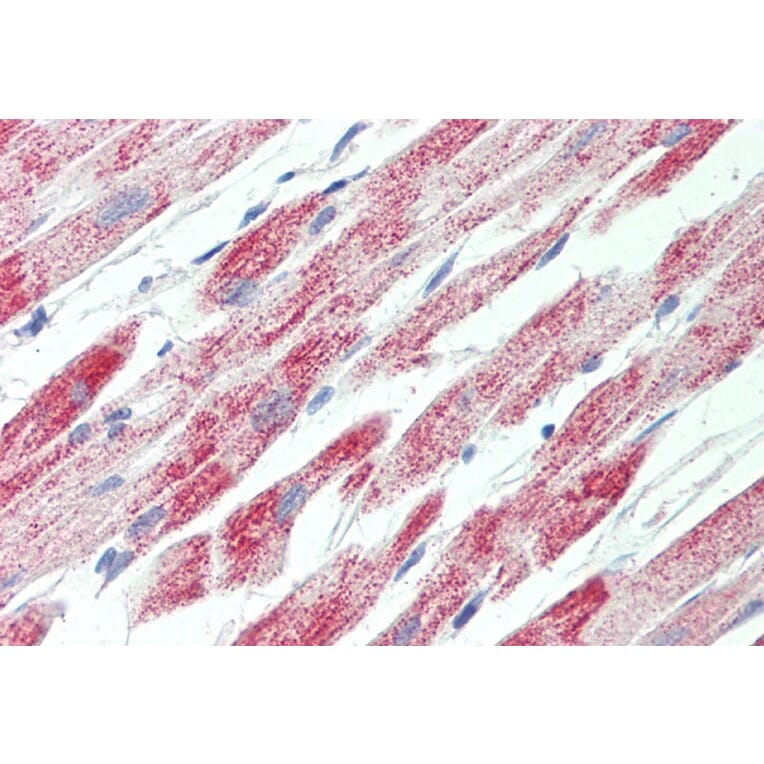 Immunohistochemistry - Anti-ATP5C1 Antibody (A82844) - Antibodies.com