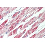 Immunohistochemistry - Anti-ATP5C1 Antibody (A82844) - Antibodies.com