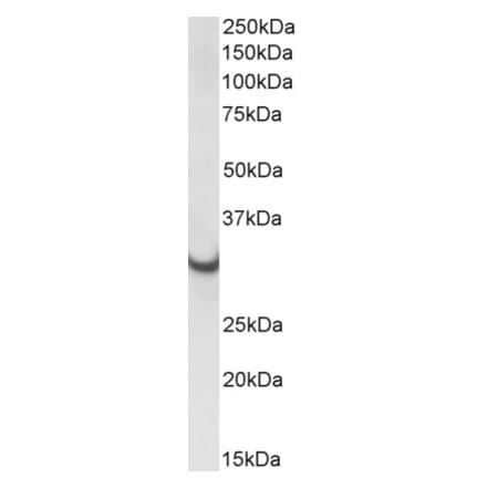 Western Blot - Anti-ATP5C1 Antibody (A82844) - Antibodies.com