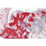 Immunohistochemistry - Anti-Fibrinogen beta Chain Antibody (A82847) - Antibodies.com