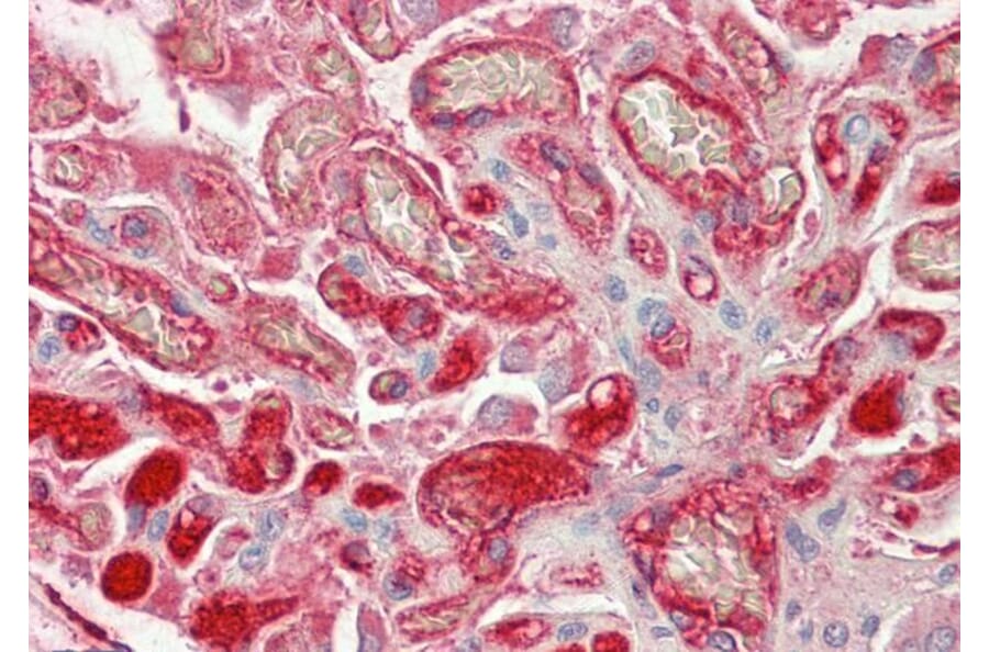 Immunohistochemistry - Anti-Fibrinogen beta Chain Antibody (A82847) - Antibodies.com