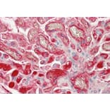 Immunohistochemistry - Anti-Fibrinogen beta Chain Antibody (A82847) - Antibodies.com