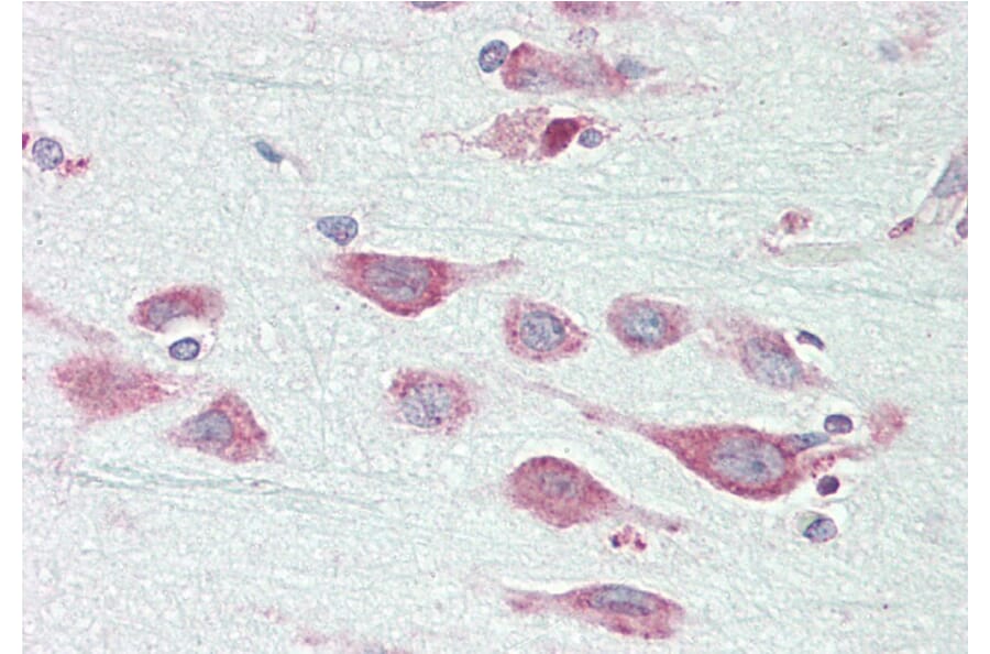 Immunohistochemistry - Anti-ENDOGL1/ENGL Antibody (A82849) - Antibodies.com