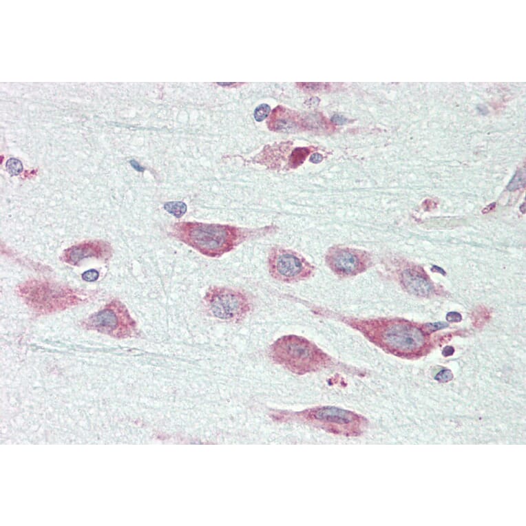 Immunohistochemistry - Anti-ENDOGL1/ENGL Antibody (A82849) - Antibodies.com