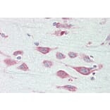 Immunohistochemistry - Anti-ENDOGL1/ENGL Antibody (A82849) - Antibodies.com