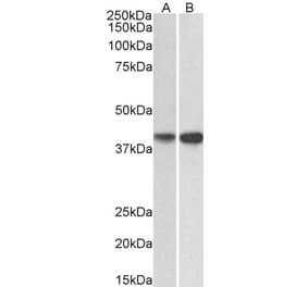 Western Blot - Anti-EXOG Antibody (A82849) - Antibodies.com