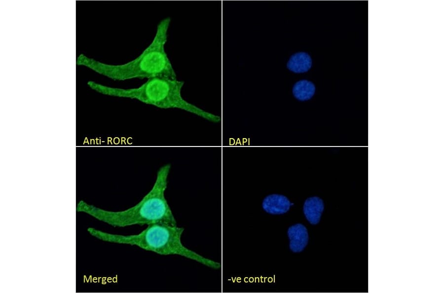Immunofluorescence - Anti-ROR gamma Antibody (A82850) - Antibodies.com