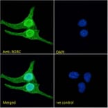 Immunofluorescence - Anti-ROR gamma Antibody (A82850) - Antibodies.com