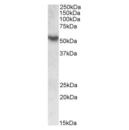 Western Blot - Anti-RORC Antibody (A82850) - Antibodies.com