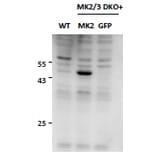 Western Blot - Anti-MK2 Antibody (A82852) - Antibodies.com