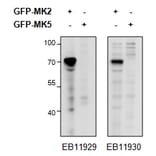 Western Blot - Anti-MK2 Antibody (A82852) - Antibodies.com