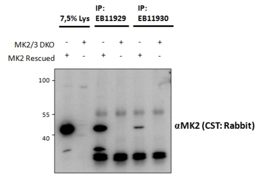 IP/Western Blot - Anti-MK2 Antibody (A82852) - Antibodies.com