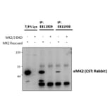 IP/Western Blot - Anti-MK2 Antibody (A82852) - Antibodies.com