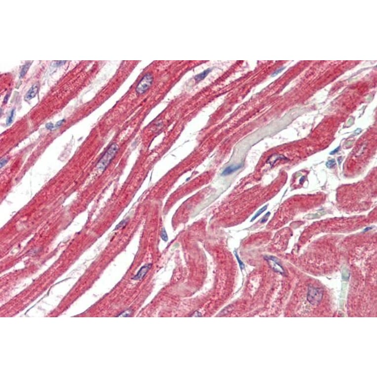 Immunohistochemistry - Anti-MK2 Antibody (A82852) - Antibodies.com