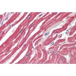 Immunohistochemistry - Anti-MK2 Antibody (A82852) - Antibodies.com