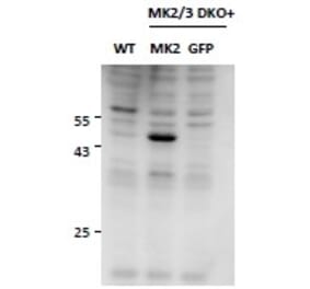 Western Blot - Anti-MAPKAPK2 Antibody (A82852) - Antibodies.com
