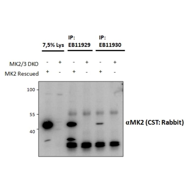 IP/Western Blot - Anti-MK2 Antibody (A82853) - Antibodies.com