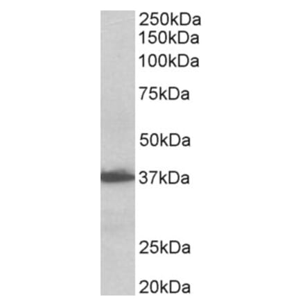 Western Blot - Anti-AIMP1 Antibody (A82854) - Antibodies.com