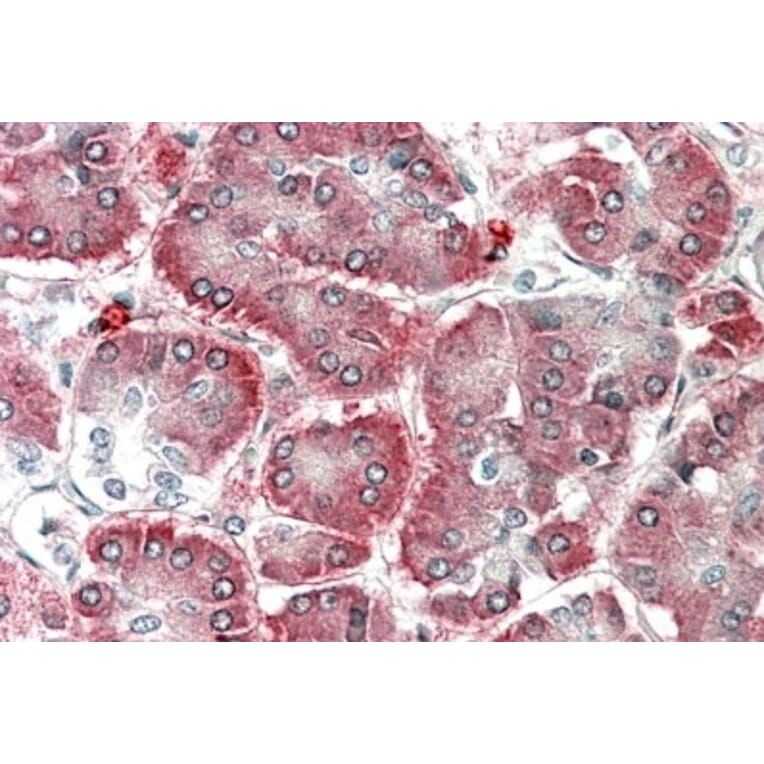 Immunohistochemistry - Anti-EMAP II/AIMP1 Antibody (A82856) - Antibodies.com