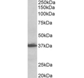 Western Blot - Anti-AIMP1 Antibody (A82856) - Antibodies.com