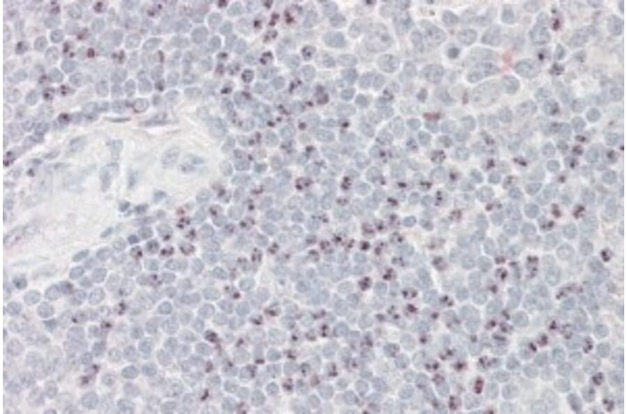Immunohistochemistry - Anti-BAT3/BAG-6 Antibody (A82858) - Antibodies.com