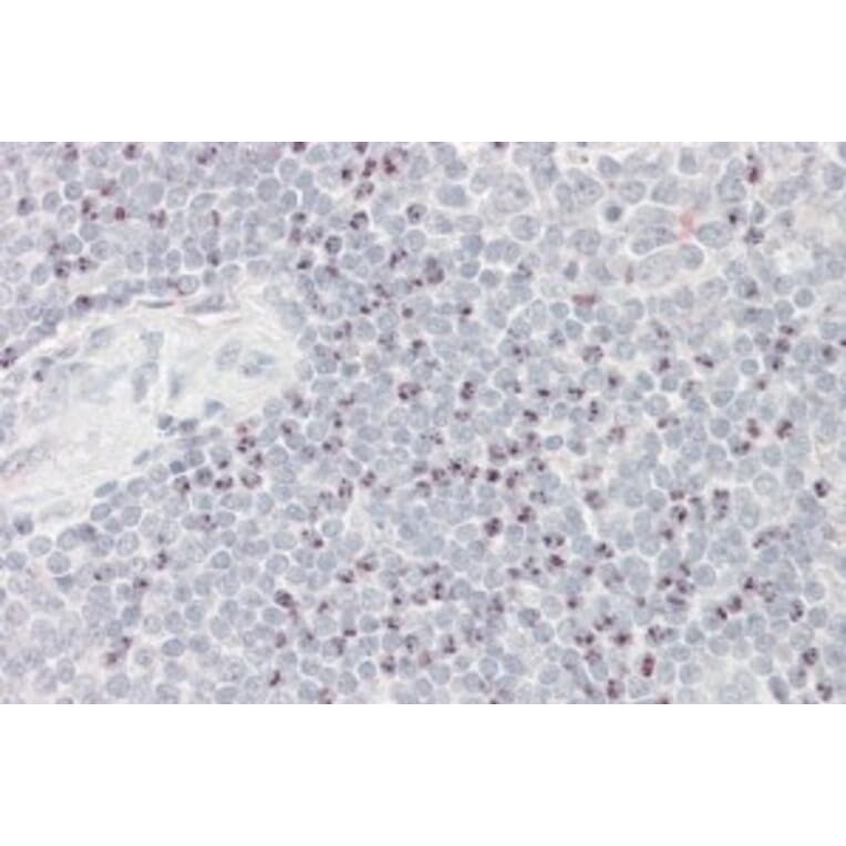 Immunohistochemistry - Anti-BAT3/BAG-6 Antibody (A82858) - Antibodies.com