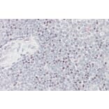 Immunohistochemistry - Anti-BAT3/BAG-6 Antibody (A82858) - Antibodies.com