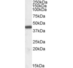 Western Blot - Anti-ILF2 Antibody (A82862) - Antibodies.com